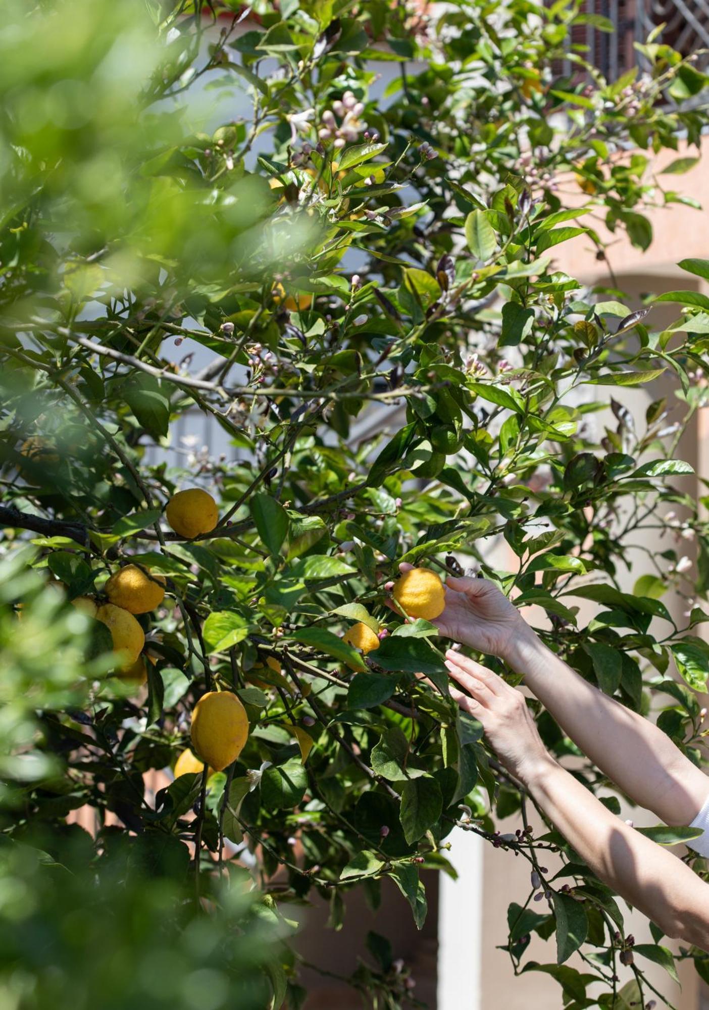 Rodi Houses سيكيا المظهر الخارجي الصورة